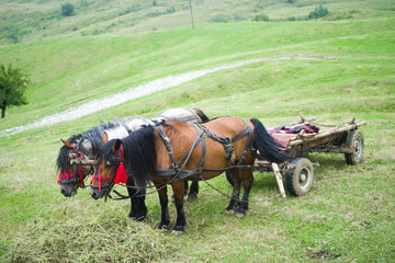 Obraz premium Horses and cart