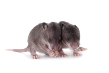 Gambian pouched rat, 3 week old, on white