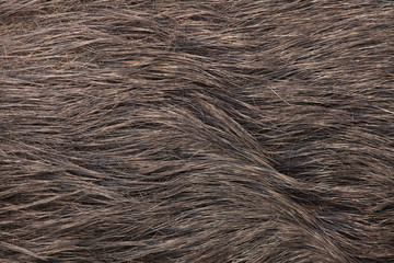 Wild boar (Sus scrofa). Skin texture.