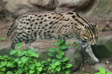 Fishing cat (Prionailurus viverrinus).