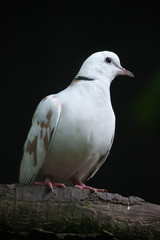 Spotted dove (Spilopelia chinensis chinensis).
