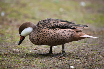 White-cheeked pintail (Anas bahamensis).