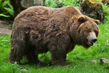 Plakat Mainland grizzly (Ursus arctos horribilis).