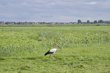 Obraz na płótnie Canvas stork in a meadow