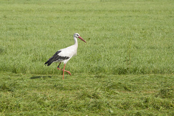 stork in a meadow