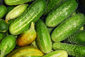 green cucumber vegetables