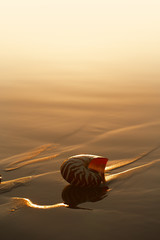 seashell nautilus on sea beach under sunset sun light