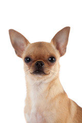 Chihuahua, 7 month old, on the white background