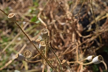 dry grass on the field