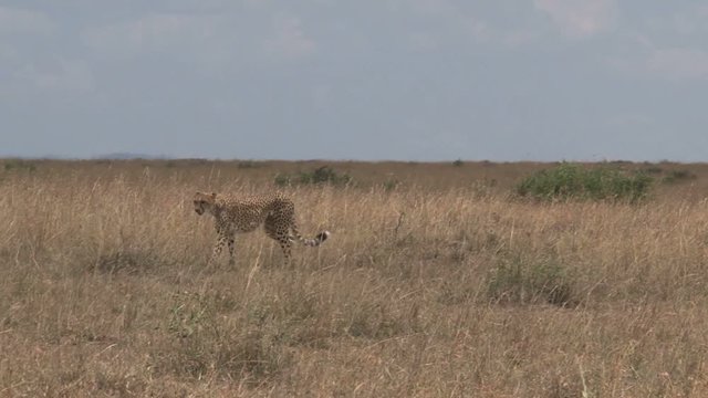 Cheetah walking on the savanna