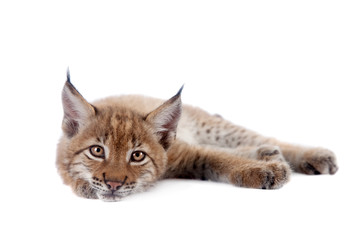 Obraz premium Eurasian Lynx cub on white