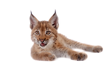 Naklejka premium Eurasian Lynx cub on white