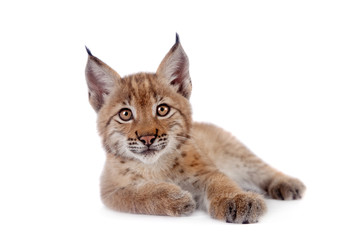 Obraz premium Eurasian Lynx cub na białym tle