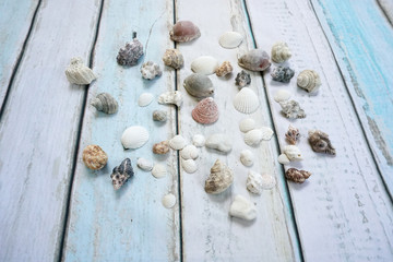 Fototapeta na wymiar Sea shells on wooden background
