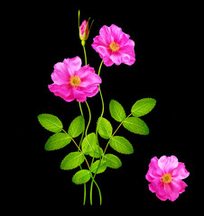 flower buds of roses isolated on black background