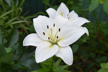Lily in my garden