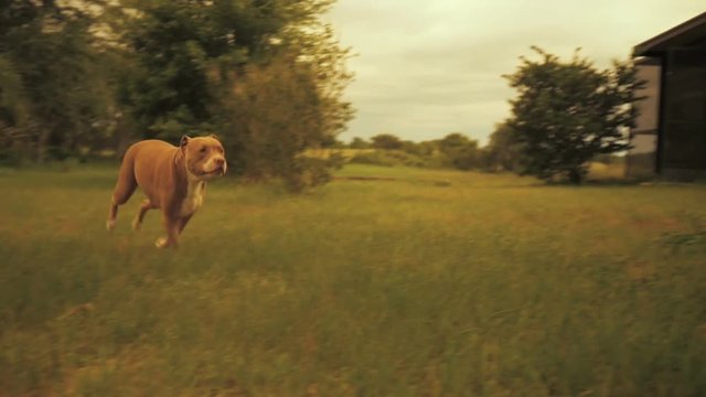 Slow motion shot of a pit bull running through the grass at full speed past the camera. 

