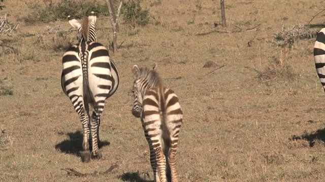 Zebra mare and foal walking on the savanna