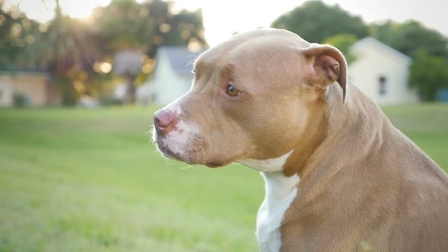 Slow motion shot of a beautiful tan colored pit bull dog looking at the camera, then turning towards the sunset.
