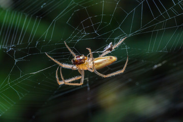 spider in cobweb