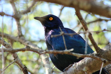A greater blue-eared glossy starling in a tree in Kruger National Park in South Africa