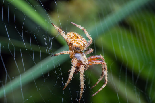 spider in cobweb