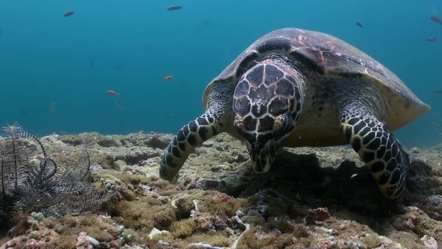 Hawksbill sea turtle swimming eating on coral reef. Amazing, beautiful underwater marine life world of sea creatures in Maldives. Scuba diving and tourism.