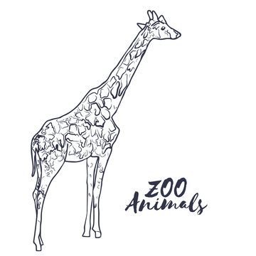 Hand drawn isolated sketch giraffe. Zoo animal. Vector.
