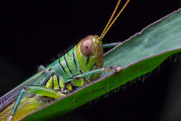 Green grasshopper