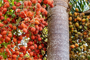 Bunch of green and red ripe tropical Betel Nut or Areca palm Catechu on tree. Betel leaves are used...