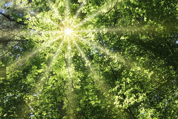 Fototapeta na wymiar Sonne strahlt durch Laubwald