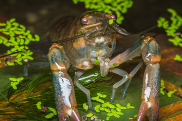 Red claw crayfish in water