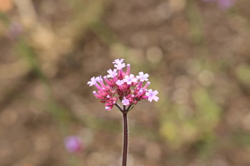 "Purpletop Vervain" flowers (or Clustertop Vervain, Argentinian Vervain, Tall Verbena, Pretty Verbena) in St. Gallen, Switzerland. Its Latin name is Verbena Bonariensis, native to Argentina, Brazil.