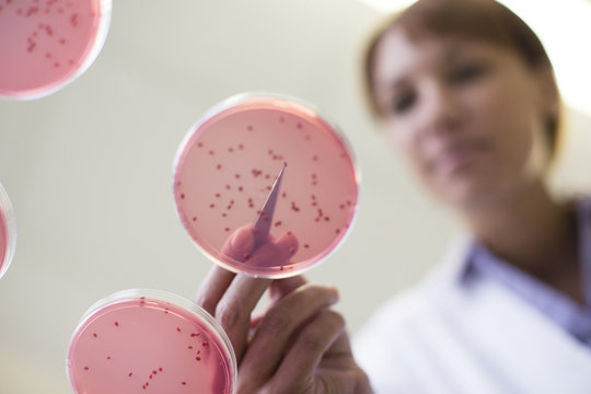Mixed race scientist examining sample in laboratory