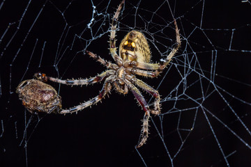 spider in cobweb