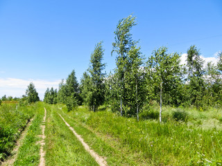 Fototapeta premium spring landscape of birches against the sky