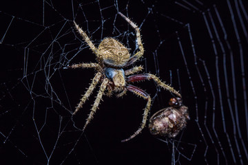 spider in cobweb