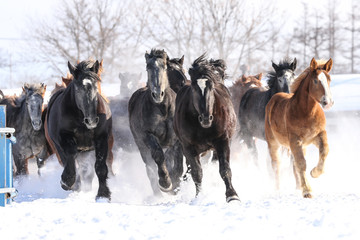 雪原を走る馬の集団