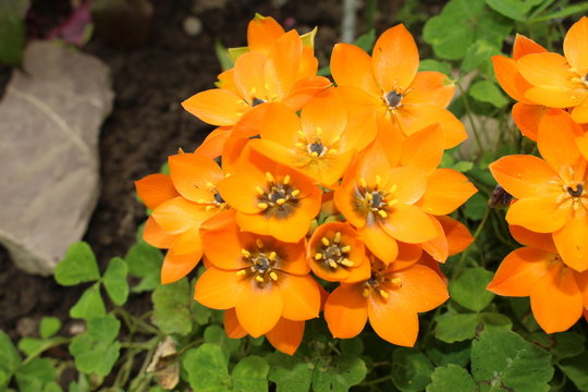 Orange "Star of Bethlehem" flowers (or Sun Star) in St. Gallen, Switzerland. Its Latin name is Ornithogalum Dubium, native to South Africa.