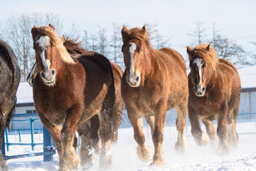 雪原を走る馬の集団