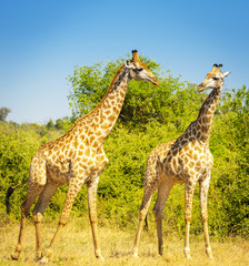 Giraffe in Africa