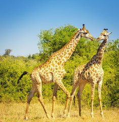 Giraffes in Africa