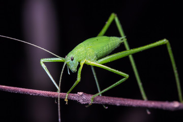 Green grasshopper