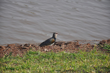 Quero-quero observando próximo a lagoa