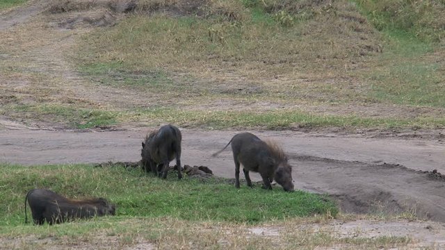 Sounder of Warthogs grazing on the savanna