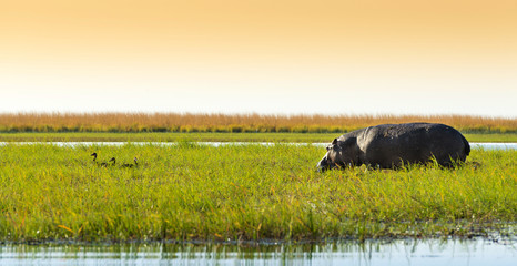 Hippo In The Wild