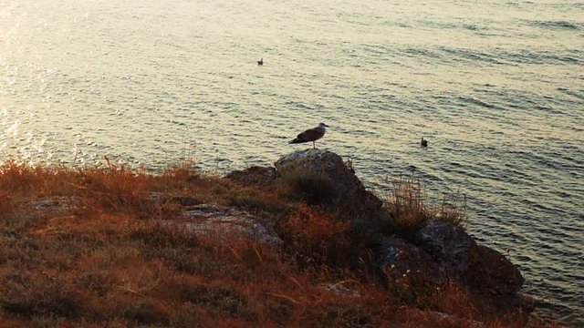 Seagull on a rock in sunset light