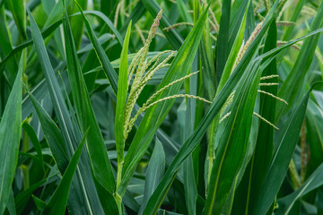 Corn blossoming, Green corn field in agricultural garden