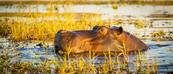 Hippopotamus Chobe River