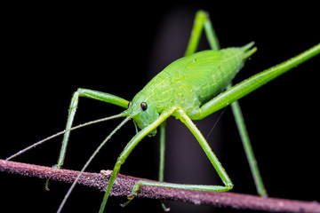 Green grasshopper